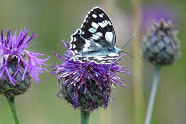 Bild Schmetterling auf Blume