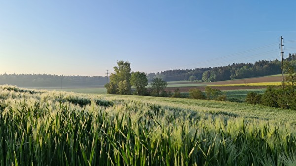 Feldmoos