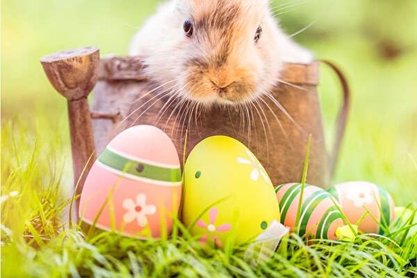 Frohe Ostern, süsser Hase im Korb mit farbigen Eiern