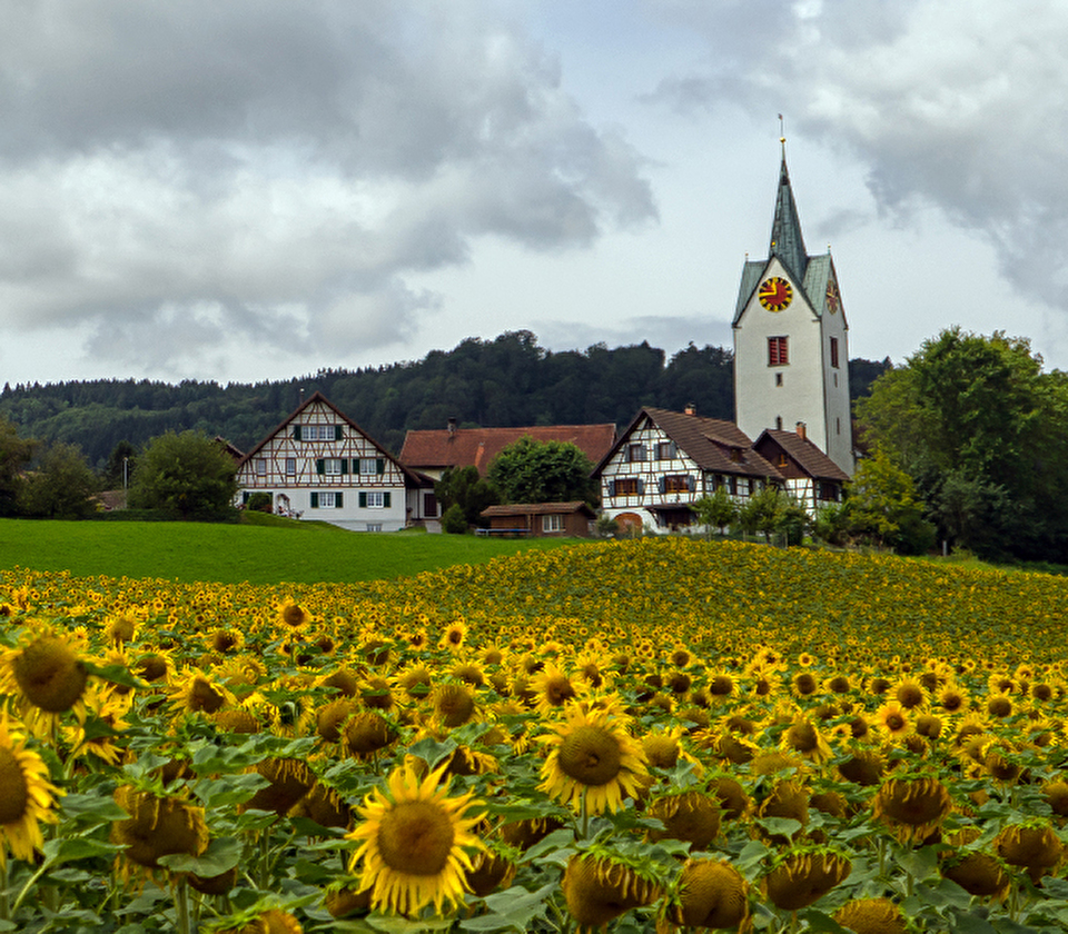 Sonnenblumen Feld mit Kirch im Hintergrund