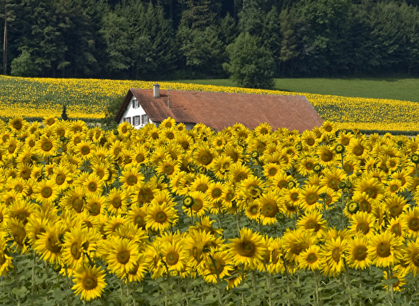 Sonnenblumen