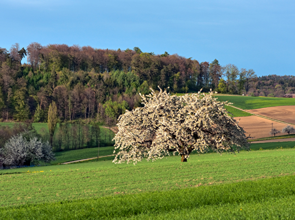 Blühender Kirschbaum