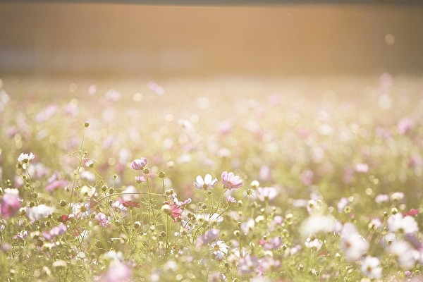Sommer