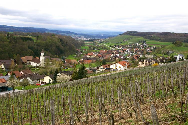 Traube