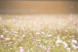 Sommer