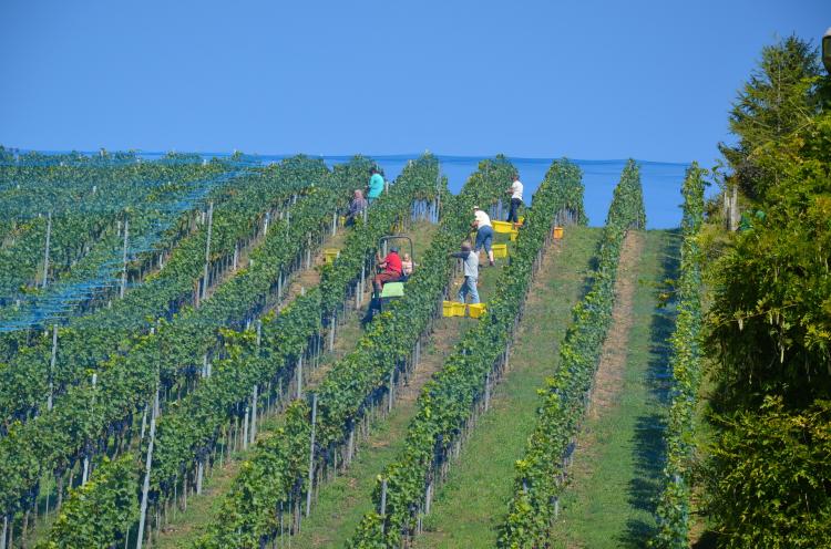 Arbeiten am Rebberg