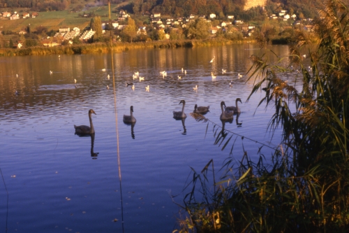 Klingnauer Stausee