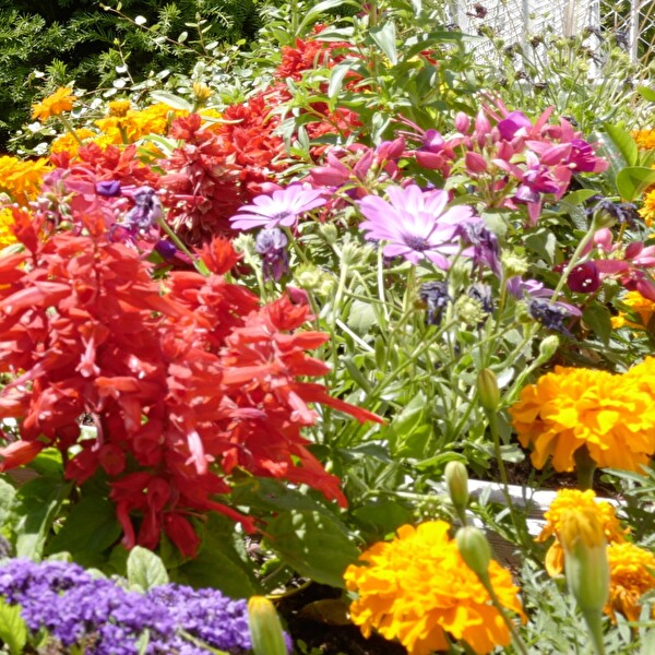Blume