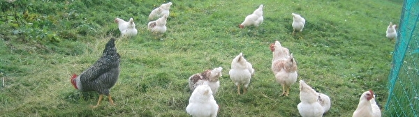 Hühner auf der Wiese auf Würmersuche