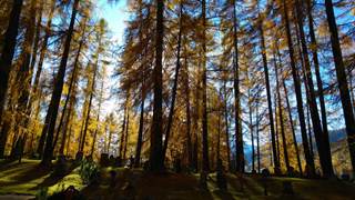 Die Sonne fällt durch hohe Bäume auf den Waldfriedhof