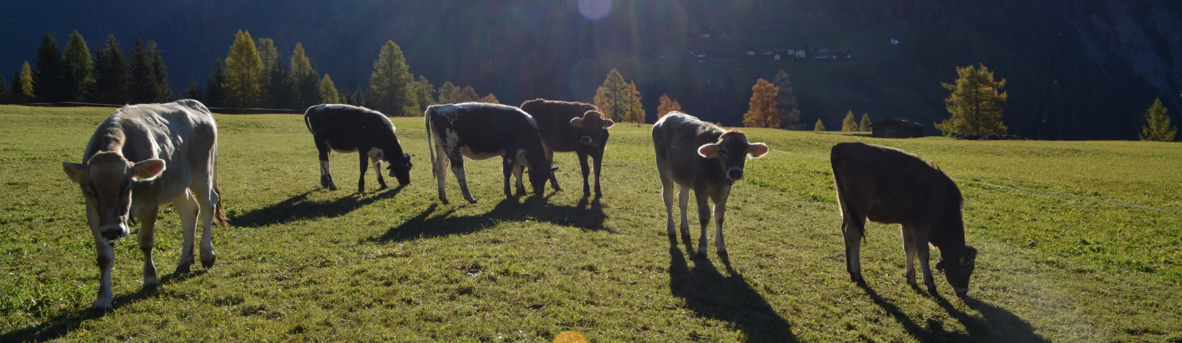 Landwirtschaft, Kühe auf dem Boden bei Wiesen
