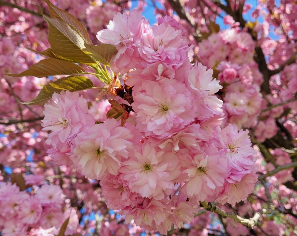 Blüten der japanischen Kirsche