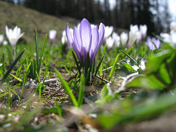 Frühling