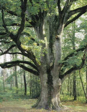 Baum