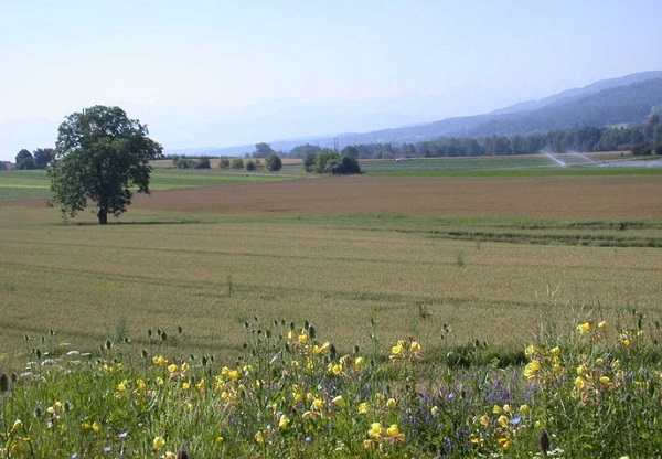 Blick Landschaft Dübendorf