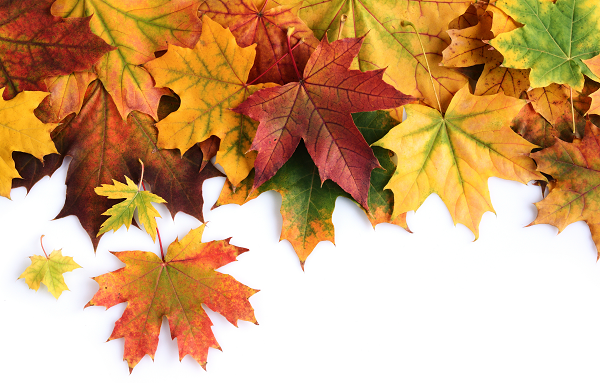 Bücherherbst 2025 - die Titelliste