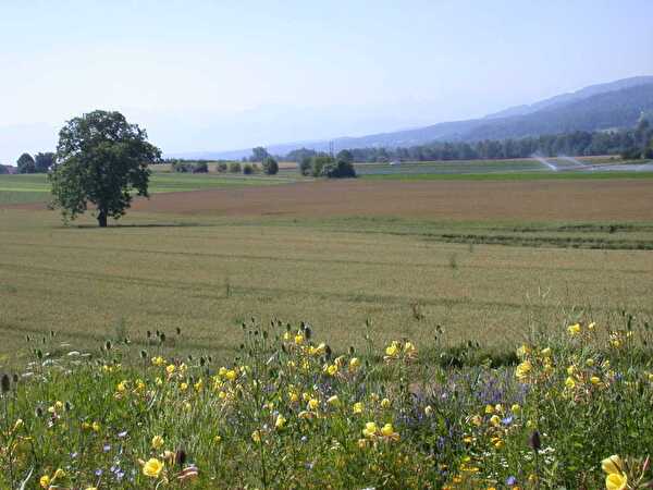 Landschaft Dübendorf