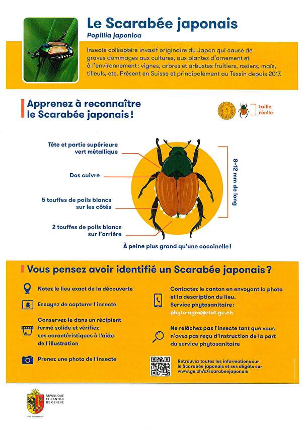 scarabée