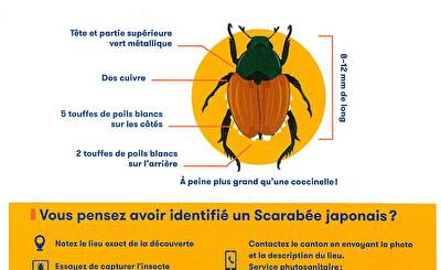 scarabée