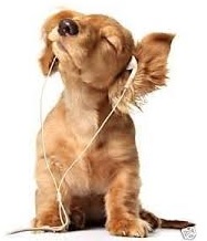chien rigolo