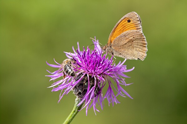 Blume