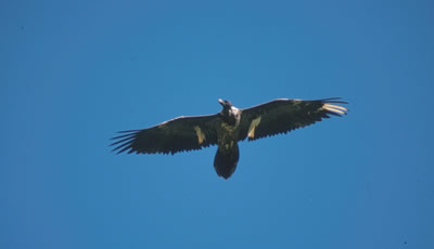 Bartgeier im Flug