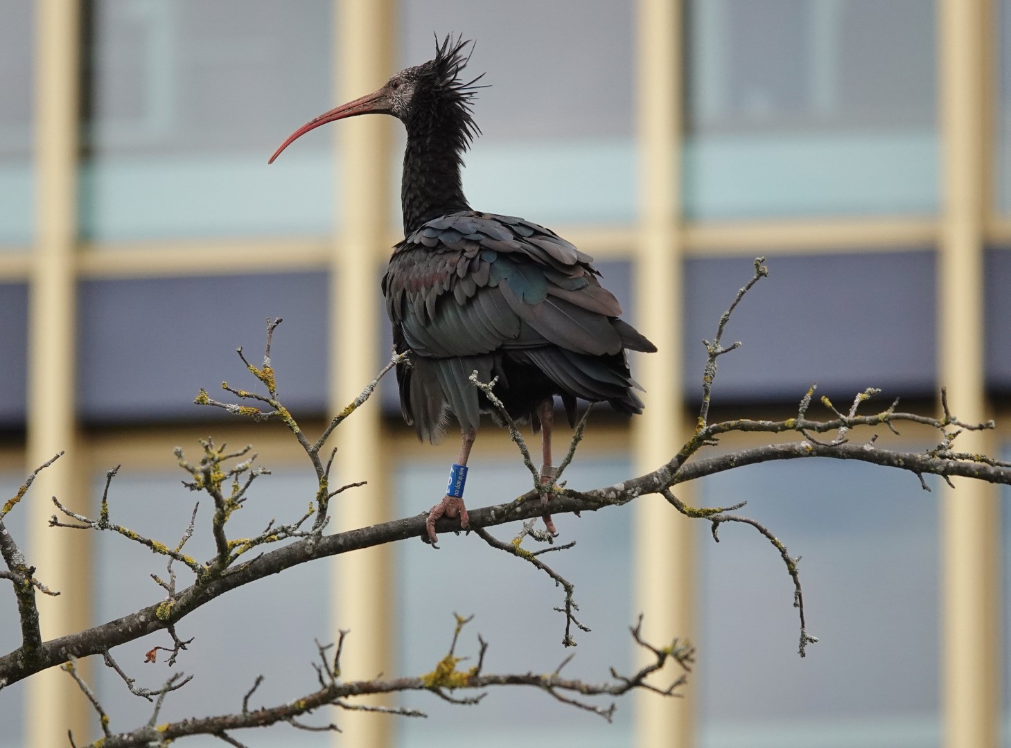 Waldrapp Knuckle in der Luzerner Allmend, wo er sich über ein halbes Jahr aufgehalten hat. 