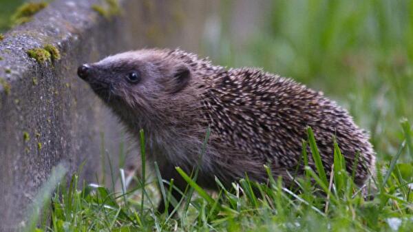 Ein Igel auf einer Wiese