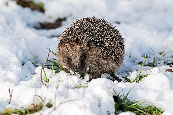 Igel im Schnee