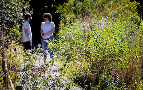 Eine naturnahe Wiese, die Lebensraum für viele Tiere bietet.