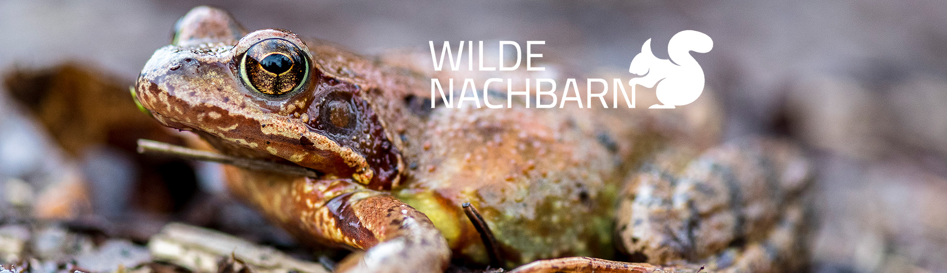Wilde Nachbarn