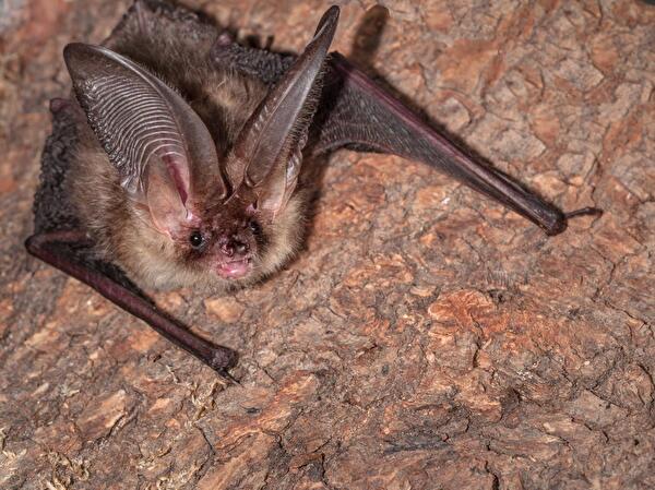 Eine der gesuchten Fledermausarten: das braune Langohr. (Bild: © fledermaus-schutz.ch)