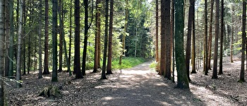 Wald
