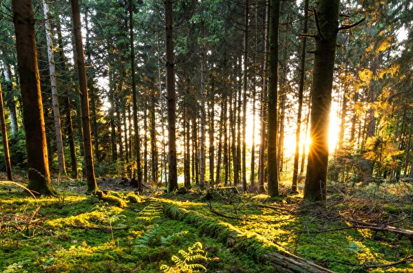 Waldveranstaltung Gemeinde Eschenbach