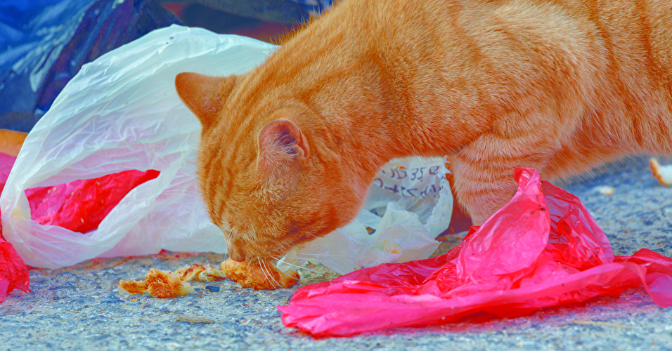 Katze frisst Müll