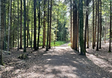 Wald