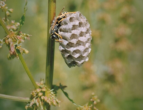 Umgang mit Insekten