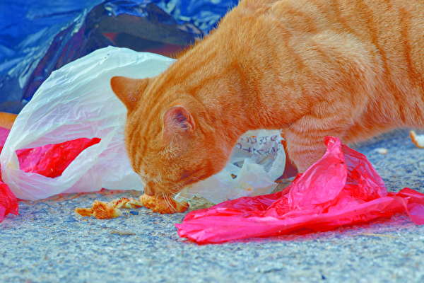 Katze frisst Müll