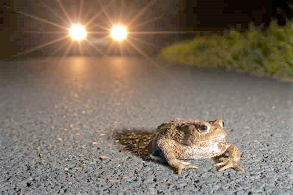 Kröte auf der Strasse