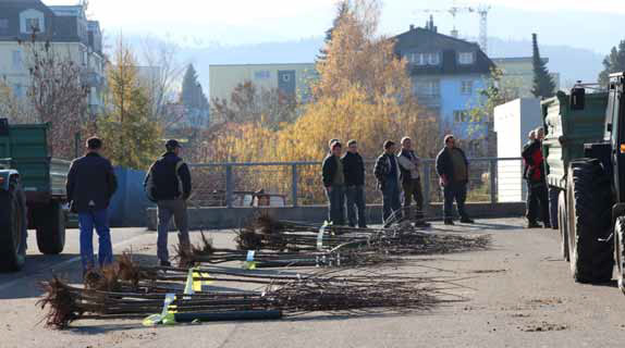 Baumverteilung