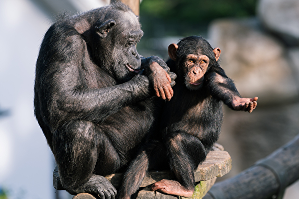Schimpansen im Walter Zoo