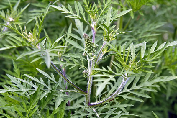 Amrosia = schädliche Pflanze