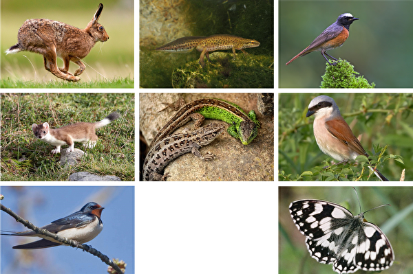 Tierfotos