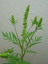 Amrosia = schädliche Pflanze