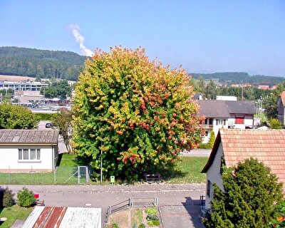 Safenwiler Baum im Jahreszyklus