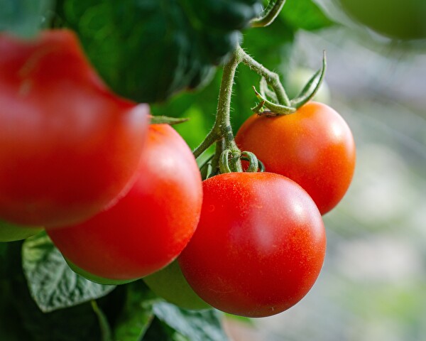 Tomaten