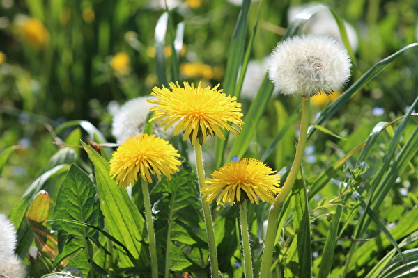 Blumen