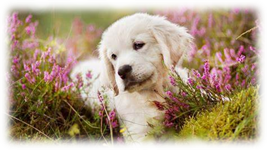 Hund