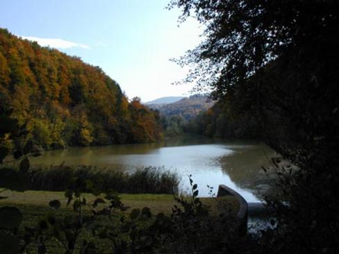 Im Naturschutzgebiet des Baslerweihers finden viele bedrohte Tiere und Pflanzen Schutz. Ein schöner Wanderweg führt dem Weiher entlang.