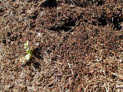 Frühlingserwachen der Waldameisen am Kirchweg
März 2003